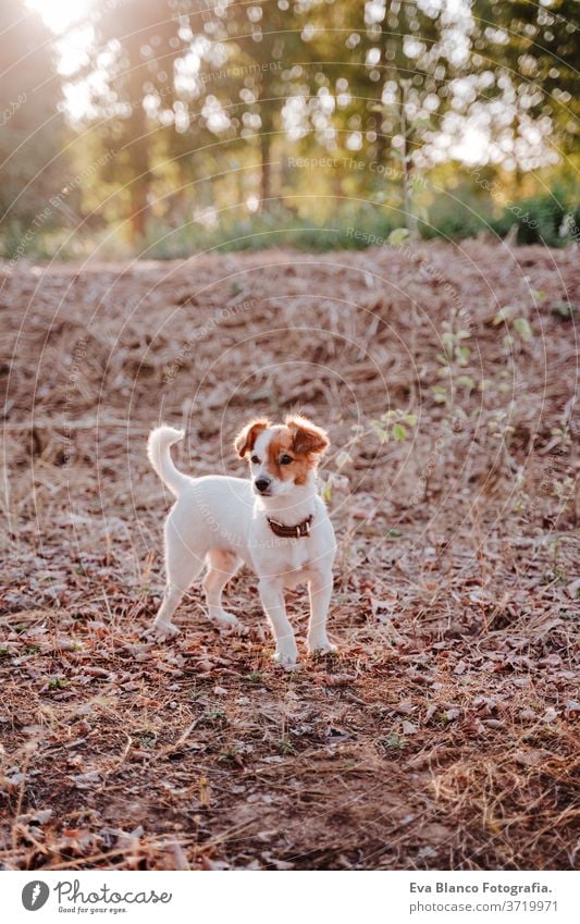 süßer kleiner Jack-Russell-Terrier-Hund bei Sonnenuntergang auf einem Feld. Goldene Stunde. Haustiere und Spaß im Freien jack russell goldene Stunde niemand