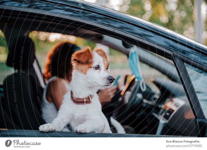 junge frau mit schutzmaske in einem auto. daneben süßer jack russell hund. Reisen und neues normales Konzept Schutzmaske Laufwerk Frau Hund PKW reisen