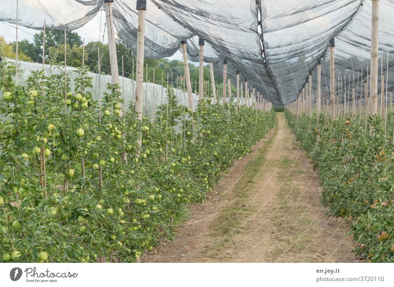 Apfelplantage mit einem Netz als Schutz Äpfel Apfelbäume Plantage Obstplantage Apfelernte Apfelbaum Frucht grün Ernte Ernährung Gesundheit Bioprodukte
