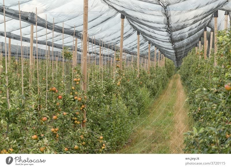 Apfelplantage mit einem Netz als Schutz Äpfel Apfelbäume Plantage Obstplantage Apfelernte Apfelbaum Frucht grün Ernte Ernährung Gesundheit Bioprodukte
