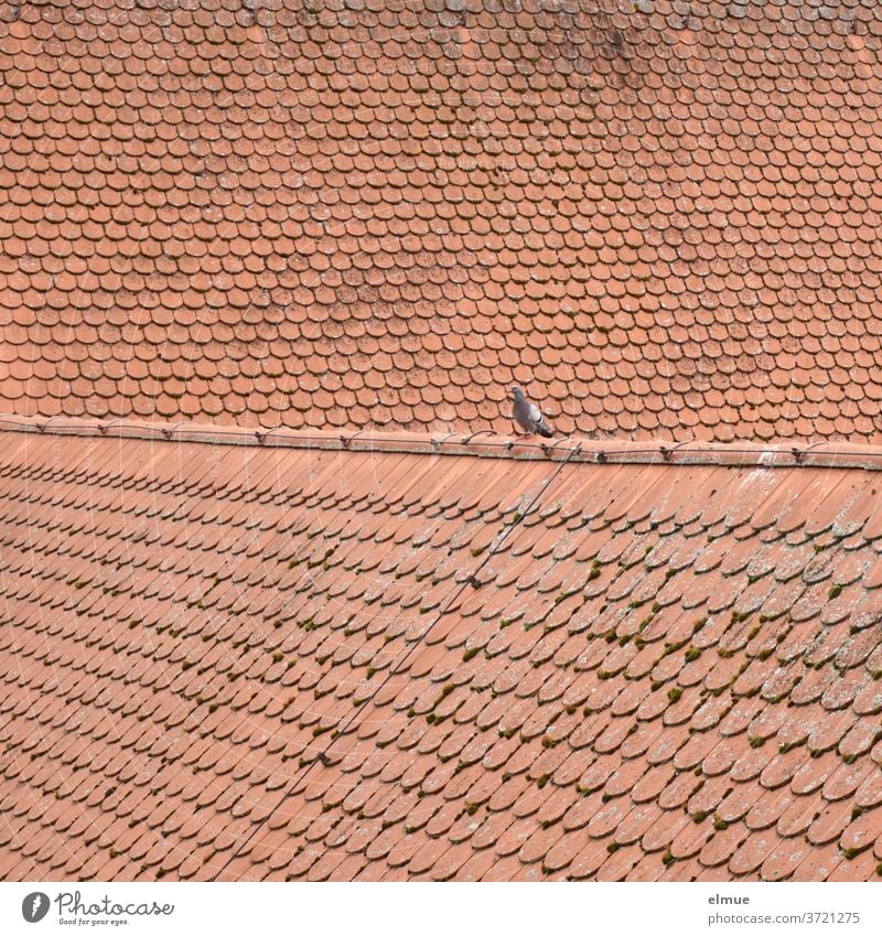 Lieber die Taube auf dem Dach als gar keinen Vogel Ziegeldach rot Dachschindel Biberschwanz Haus Dachziegel Gebäude Architektur solo Strukturen & Formen Bauwerk