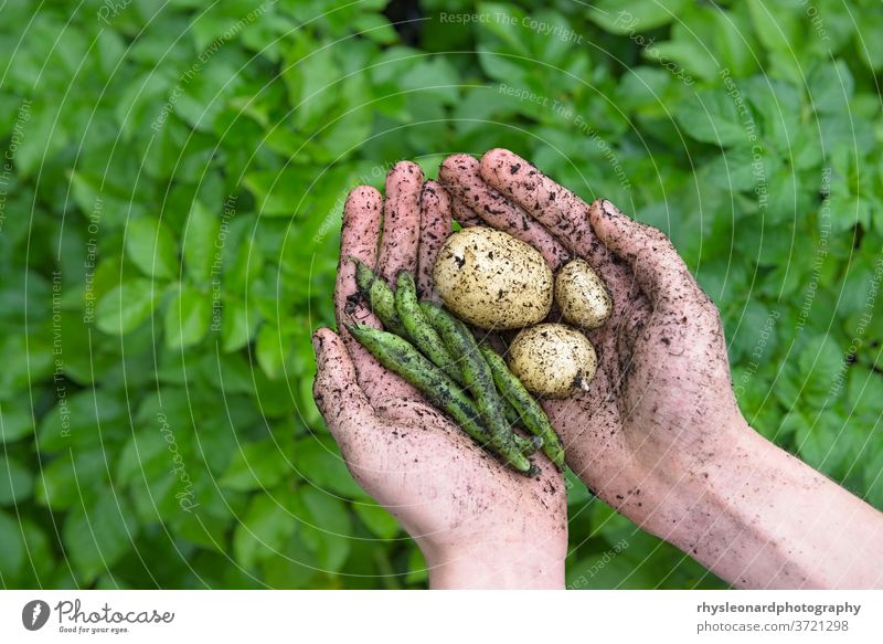 Gartenprodukte, Bohnen und Kartoffeln, in jugendlichen Händen gehalten. jung belaubt Hintergrund Lebensmittel natürlich Gesundheit grün heimwärts gewachsen