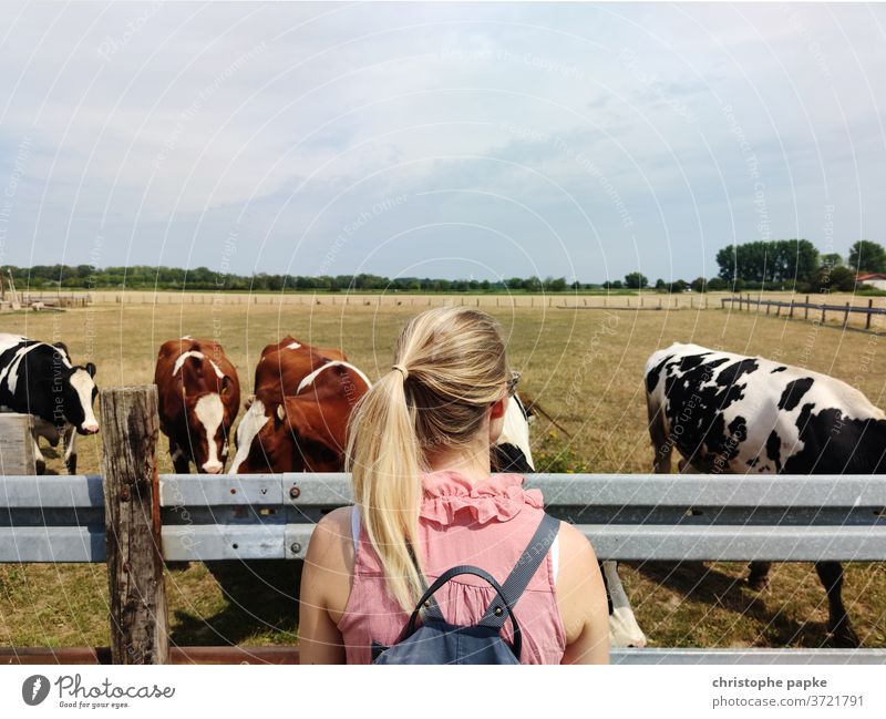 Blonde Frau schaut auf Kühe auf Weide blond Kuh Tier Landwirtschaft Wiese Rind Außenaufnahme Herde Viehbestand Natur Nutztier Rinderhaltung Viehzucht