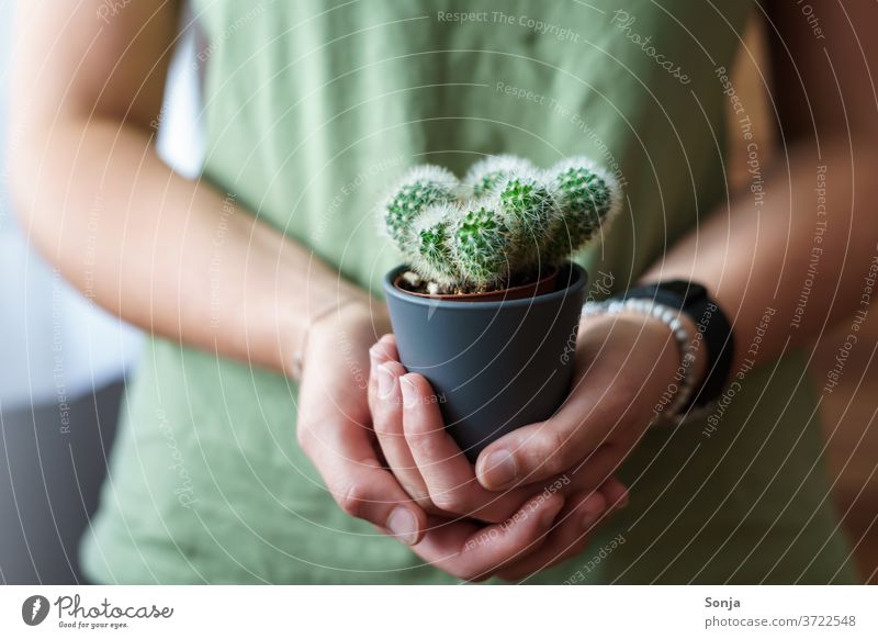 Junge Frau mit einem kleinen Kaktus in ihren Händen. Nahaufnahme, Teilabschnitt jung halten natürlich grün Pflanze Stachel Dorn Schmerz stachelig Natur