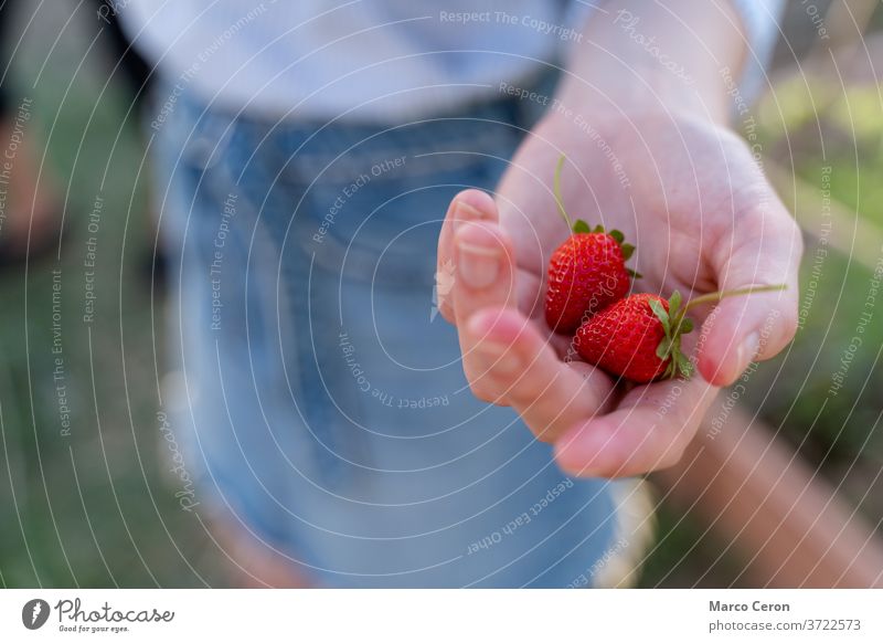 Nahaufnahme der Hand einer jungen Frau, die ein Paar reife Erdbeeren hält, die gerade von ihrer Pflanze in einem Bio-Gemüsegarten gepflückt wurden Frucht