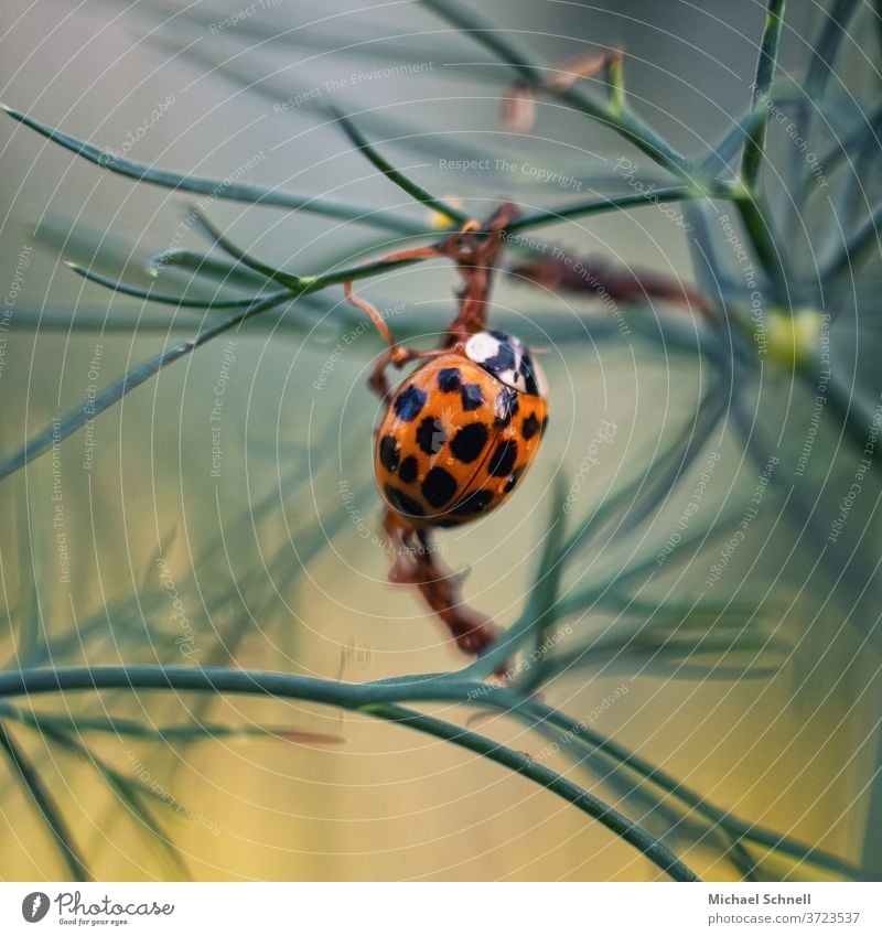 Asiatischer Marienkäfer Käfer Insekt orange Nahaufnahme Makroaufnahme krabbeln klein Glück Natur Farbfoto Sommer Schwache Tiefenschärfe