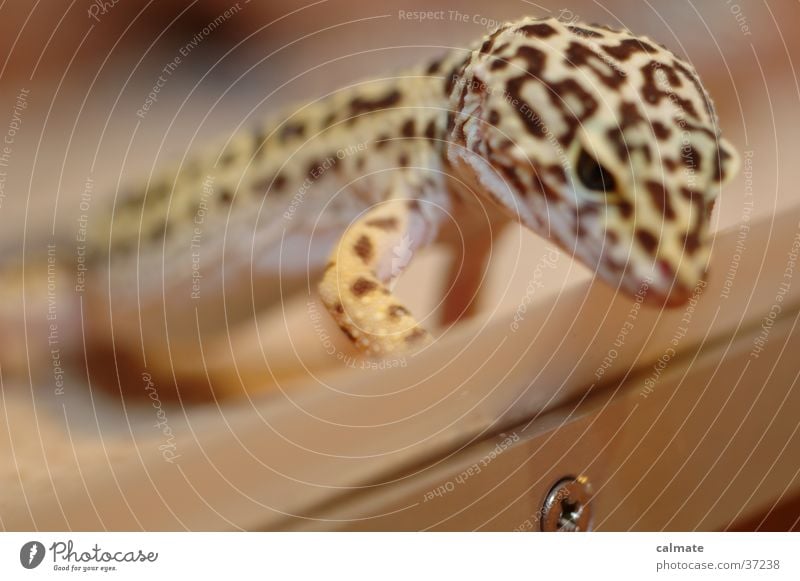 .:Leopardengekko:. #3 Reptil Echsen Schraube Gekko Terarium Sand