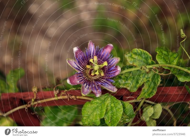 Purpurblaue Passionsblumen-Rebenpflanze Passiflora caerulea in Blüte Passionsblume mit blauer Krone Wein Passionsblumenpflanze Passionsblumenranke