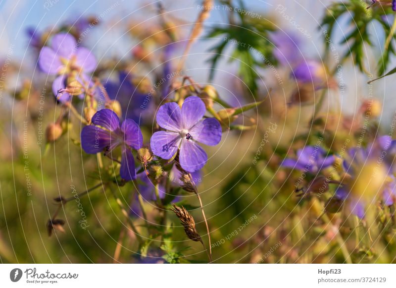 Wiesen-Storchschnabel Blume Pflanze Natur Blüte Außenaufnahme Farbfoto grün Schwache Tiefenschärfe Blühend violett Unschärfe Sommer Menschenleer Tag Nahaufnahme