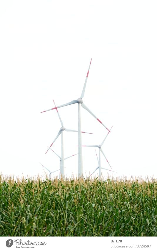 Windenergieanlagen im Maisfeld Windenergiekonverter Windkraftanlage Himmel Energiewirtschaft Erneuerbare Energie Elektrizität ökologisch alternativ Umwelt