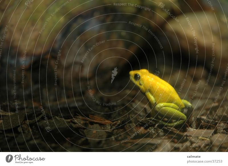 .: yellow frog :: gelb Verkehr Frosch Amphibion Laubrosch Nahaufnahme