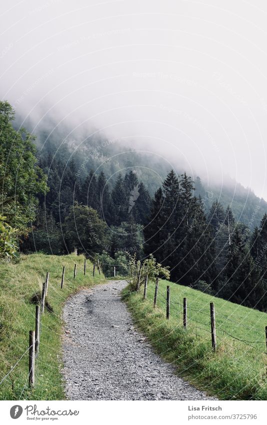 Weg - Natur - Nebel - Wald - grün Pfad Wege & Pfade schön Naturschutzgebiet Urlaubsstimmung Ferien & Urlaub & Reisen Österreich wandern Spazierweg spazieren