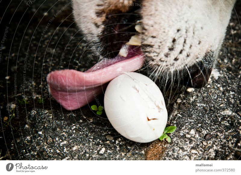 Hund schleckt an Ei Tier Haustier bedrohlich schwarz weiß gefräßig Fressen Zunge lutschen Gebiss Nase Dieb Diebstahl Nesträuber Eierdieb weißer Schäferhund