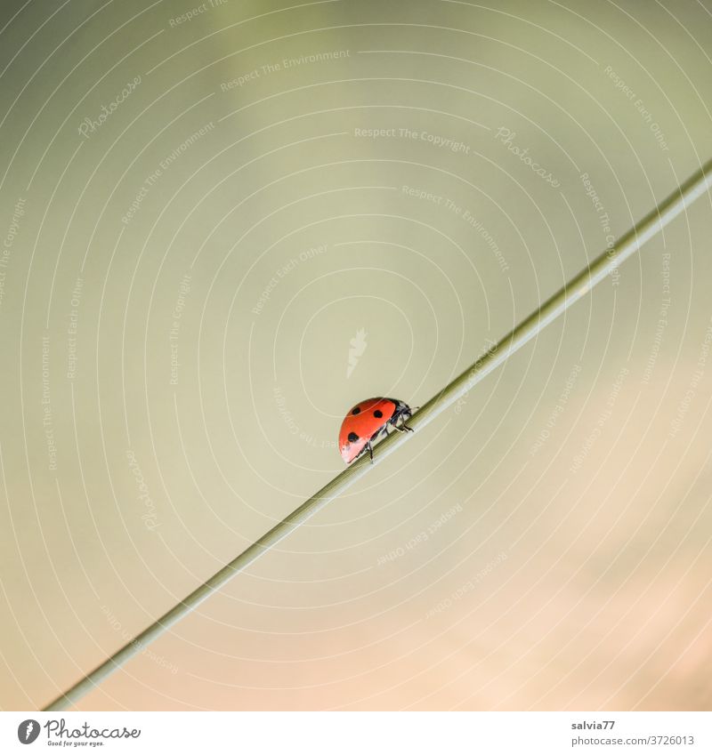 Aufwärtstrend | 1500 Marienkäfer Natur aufwärts Glück krabbeln Makroaufnahme Käfer Nahaufnahme Farbfoto Sommer Insekt Menschenleer Außenaufnahme