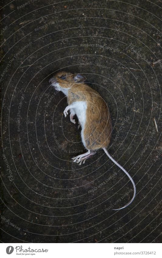 Mausetot |Nahaufnahme einer toten Maus aus Vogelperspektive Vergänglichkeit Tod sterben Schrecken phobie Angst Kreislauf der Natur kadaver Plage Schädlinge