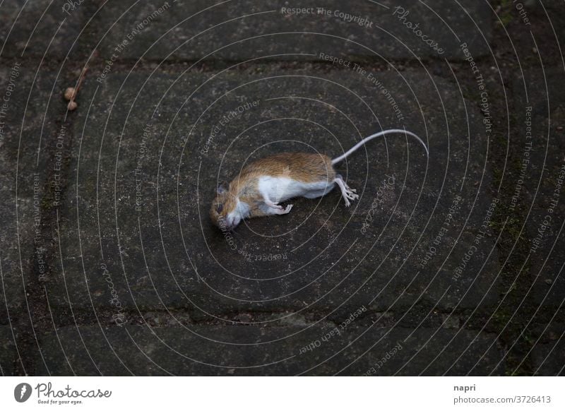 gestorben wird immer | Tote Maus liegt mittig auf Gehweg Totes Tier tot Tod mausetot kadaver Vergänglichkeit Natur sterben phobie Angst Plage gehweg dunkel