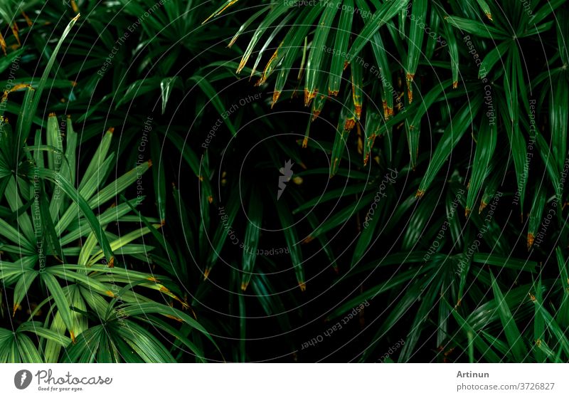 Selektive Konzentration auf dunkelgrüne Blätter im Garten. Smaragdgrüne Blatttextur. Natur abstrakter Hintergrund. Tropischer Wald. Draufsicht auf dunkelgrüne Blätter mit natürlichem Muster. Tropische Pflanze.