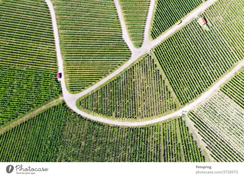 Weinberg von oben Draufsicht Bild Luftbild Drohne Drohnen Bilder Luftaufnahme Vogelperspektive grün Weinbau Reben Landwirtschaft fotoping abstrakt grüner