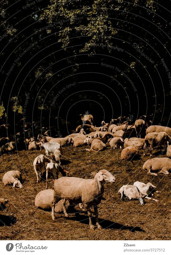 Schafe auf der Heide schafe heide tiere nutztiere wiese grün natur landschaft bayern himmel strommasten schafwolle schlachtvieh Aussenaufnahmen Herde Tiergruppe