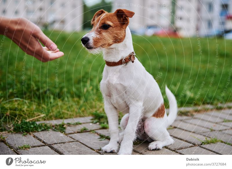 Besitzer füttert seinen Hund draußen. Jack-Russel-Terrier fressen Futter aus der Hand des Besitzers Lebensmittel außerhalb Haustier spielen Porträt Welpe