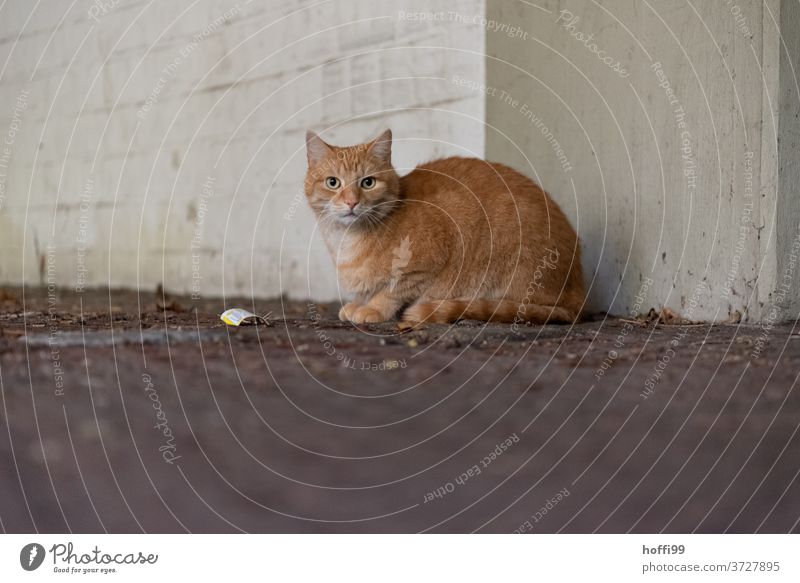 Die Katze ist zurückhaltend und vorsichtig abwartend rothaarig Tierporträt Hauskatze Katzenauge Fell Tiergesicht Katzenkopf Blick Auge Katzenohr Schnauze