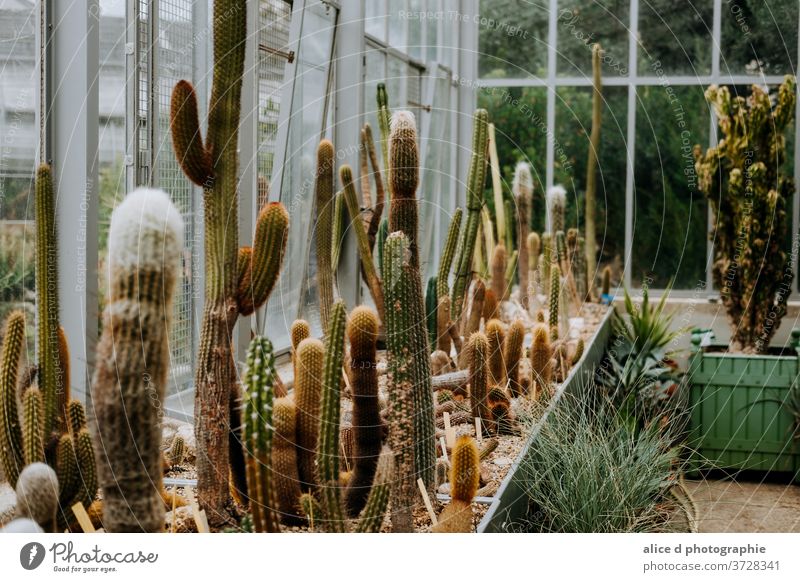 Kakteen-Gewächshaus Kaktus grün Pflanze Natur Dekoration & Verzierung botanisch Botanik Sukkulenten Hintergrund Wachstum exotisch Zimmerpflanze Kakteen-Familie