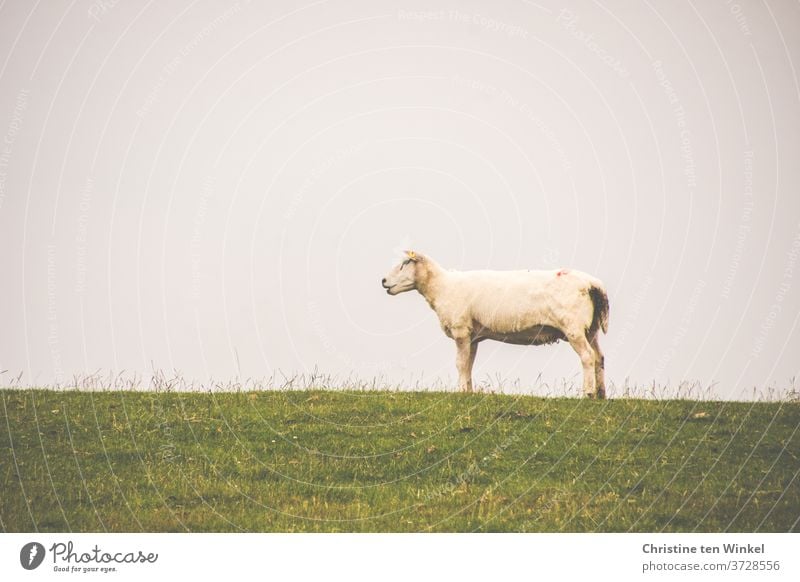 Das Deichschaf steht ganz alleine oben auf der Deichkuppe und hält Ausschau nach seiner Herde Schaf Nordsee grün Tier Natur Sommer Gras Himmel Wiese Nutztier