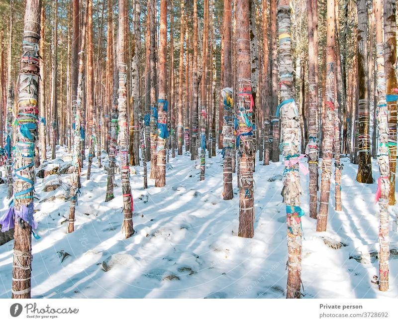 Winterwald mit Schnee bedeckt, farbige Bänder werden an Baumstämme gebunden, heilige Ritualbänder als Opfer für Geister, Buddhismus Wald Bäume kalt Klebeband