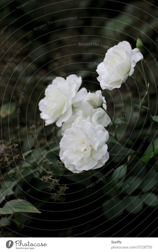 weiße Gartenrosen weiße Rosen Edelrosen Rosenblüten Floribunda blühende Rosen Rosenduft Sommerrosen edel Eleganz elegant poetisch weiße Blüten Gartenblumen