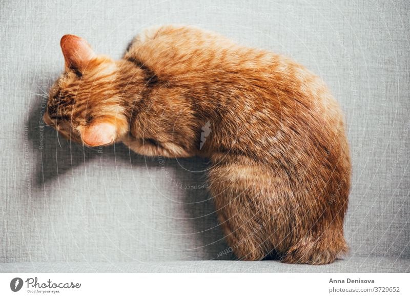 Süßes Ingwer-Kätzchen schläft Katzenbaby niedlich sich[Akk] entspannen auf der Rückseite Sofa Haustier Baby manx schwanzlos heimwärts gemütlich Komfort