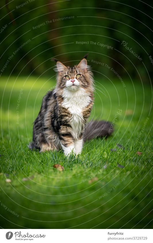 Tabby Maine Coon Katze auf Wiese maine coon katze Langhaarige Katze Rassekatze Haustiere weiß im Freien Vorder- oder Hinterhof Garten grün Natur Rasen Gras Fell