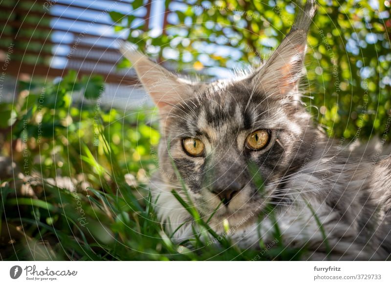 Maine Coon Katze ruht in schattigen Platz im Freien maine coon katze Langhaarige Katze Rassekatze Haustiere Vorder- oder Hinterhof Garten grün Natur Gras Fell