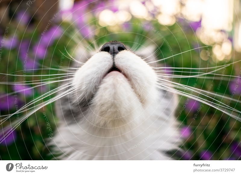 Maine Coon Kätzchen Schnurrhaare Katze maine coon katze Langhaarige Katze Rassekatze Haustiere im Freien Vorder- oder Hinterhof Garten grün Natur Blume