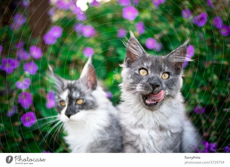 zwei Maine Coon Kätzchen zwischen blühenden Pflanzen Katze maine coon katze Langhaarige Katze Rassekatze Haustiere Blauer Rauch im Freien Vorder- oder Hinterhof