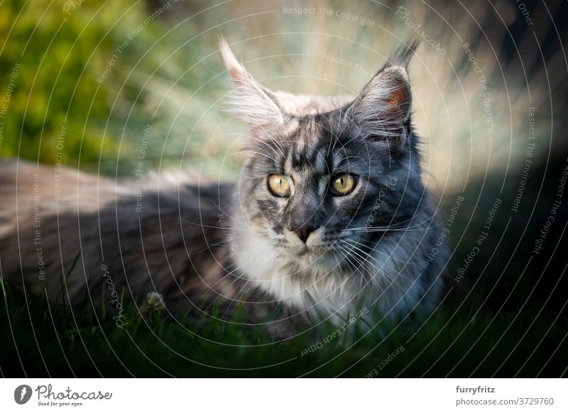 Maine Coon Katze ruht im Schatten im Sommer maine coon katze Langhaarige Katze Rassekatze Haustiere silber gestromt im Freien Vorder- oder Hinterhof Garten grün