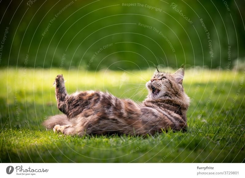 Maine Coon Katze spielt auf Rasen maine coon katze Langhaarige Katze Rassekatze Haustiere Schildpattkatze Kattun Tabby im Freien Vorder- oder Hinterhof Garten