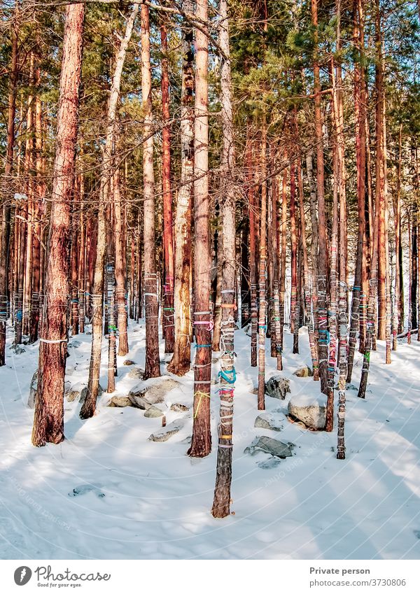 Brauch, farbige Seile an Bäume zu binden, um Wünsche zu erfüllen Wald keine Menschen Winter im Freien Schneefall Kiefer pinaceae Weihnachten