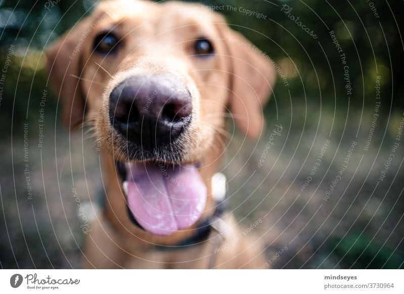 Hundeschnauze Labrador Zunge Schnauze hecheln Nase Haustier Außenaufnahme Farbfoto Tierporträt Nahaufnahme Schwache Tiefenschärfe Detailaufnahme Tiergesicht
