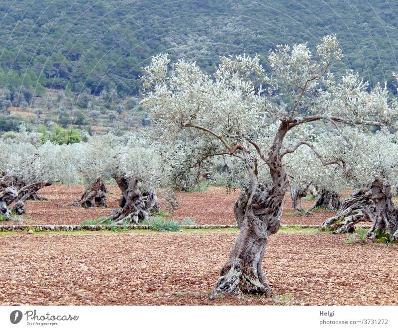 uralte knorrige Olivenbäume in einem Olivenhain auf Mallorca Baum Olivenbaum Landschaft Natur Landwirtschaft Farbfoto Außenaufnahme Menschenleer Umwelt Pflanze