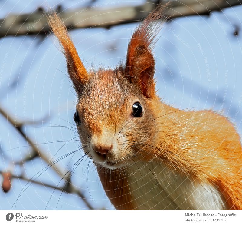 Neugierig schauendes Eichhörnchen Sciurus vulgaris Tiergesicht Kopf Auge Maul Nase Ohr Fell Wildtier Natur beobachten Blick Blick nach vorn Blick in die Kamera