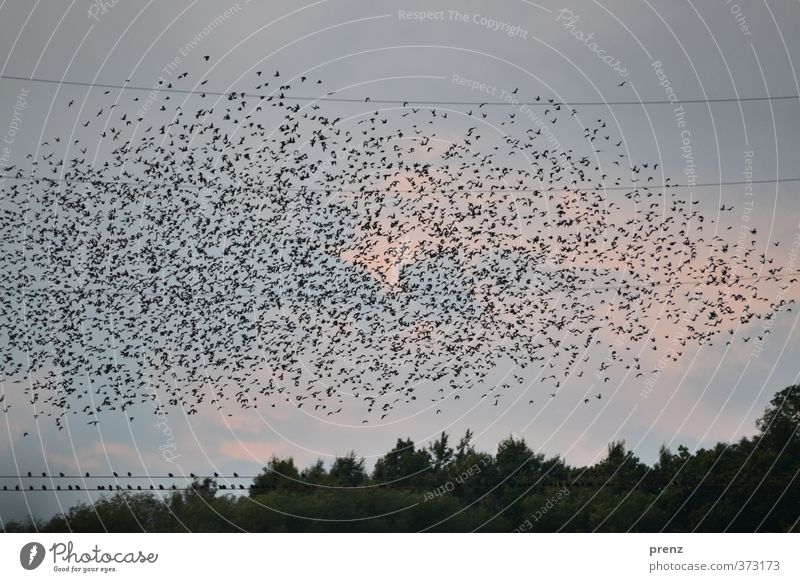 Dämmerung Umwelt Natur Landschaft Tier Himmel Wildtier Vogel grau schwarz Star Schwarm Darß Farbfoto Außenaufnahme Menschenleer Textfreiraum oben Abend