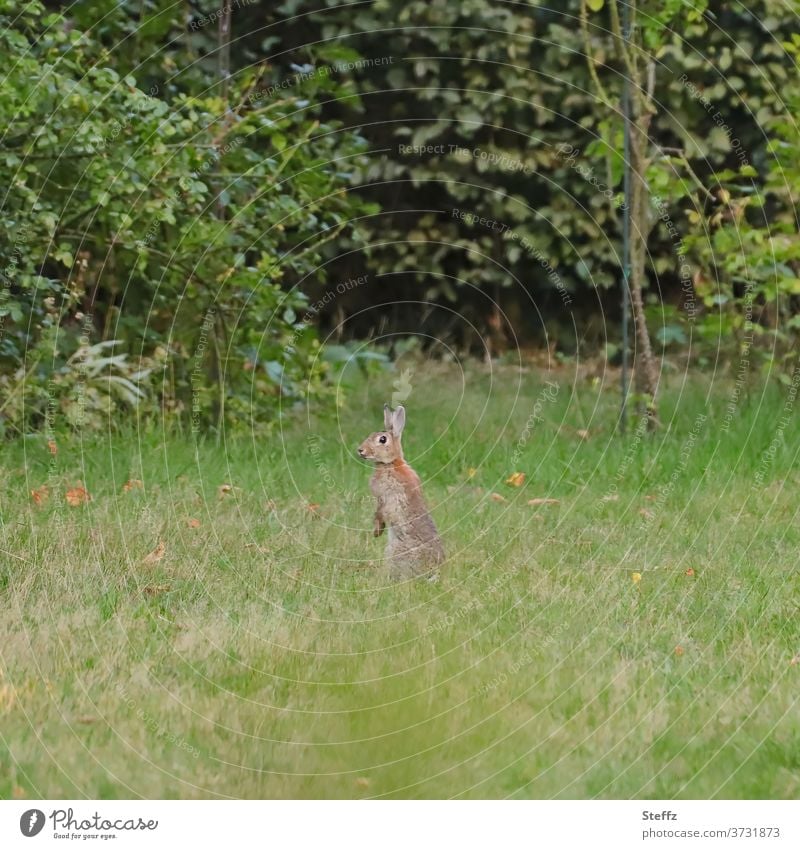 Wildkaninchen bekommt Überblick Kaninchen Überblick verschaffen Hase & Kaninchen Wildtier überblicken herausschauen ausschau halten beobachten Osterhase prüfen