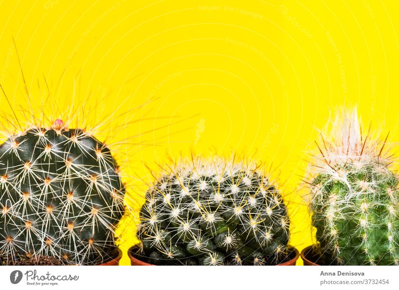 Winziger Kaktus im Topf auf leuchtendem Neon-Hintergrund. Gesättigte Imag neonfarbig Design sehr wenige Mode Minimalismus Sättigung Tonung Aufschwung rosa Kunst