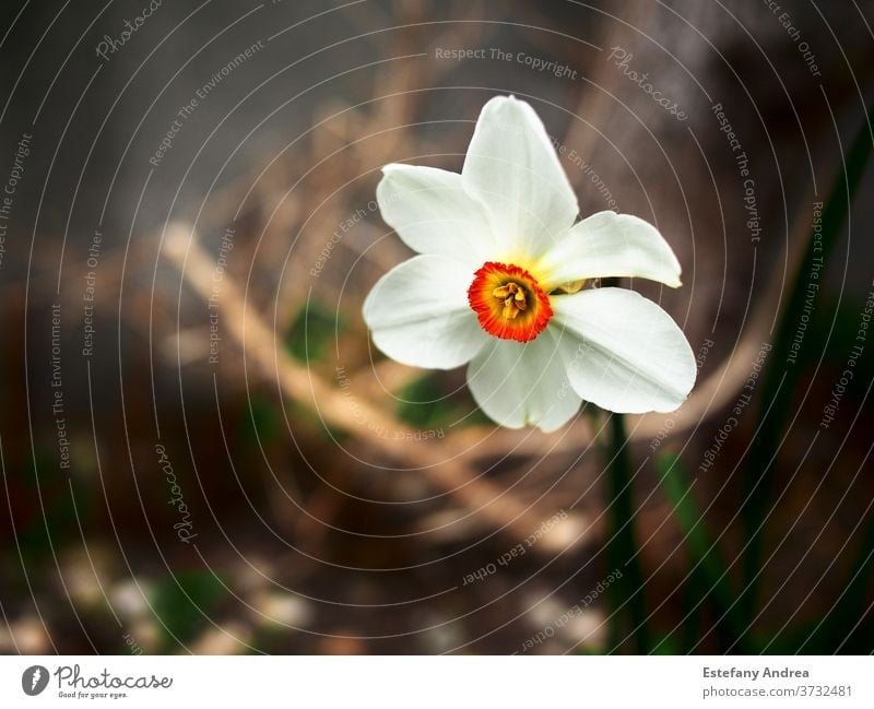 Weiße Blüte mit intensiv orangefarbener Mitte. Nahaufnahme Blume Natur Frühling weiß grün Blütezeit Hintergrund Blütenblatt schön gelb Pflanze natürlich