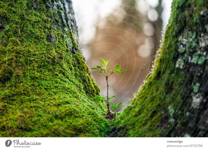 Junger Baumsetzling, der an einem anderen Baum wächst. Neues Leben. Konzept der Wiedergeburt. Rumänien Valiug Botanik Ökologie Umwelt Wald grün wachsen Wachstum
