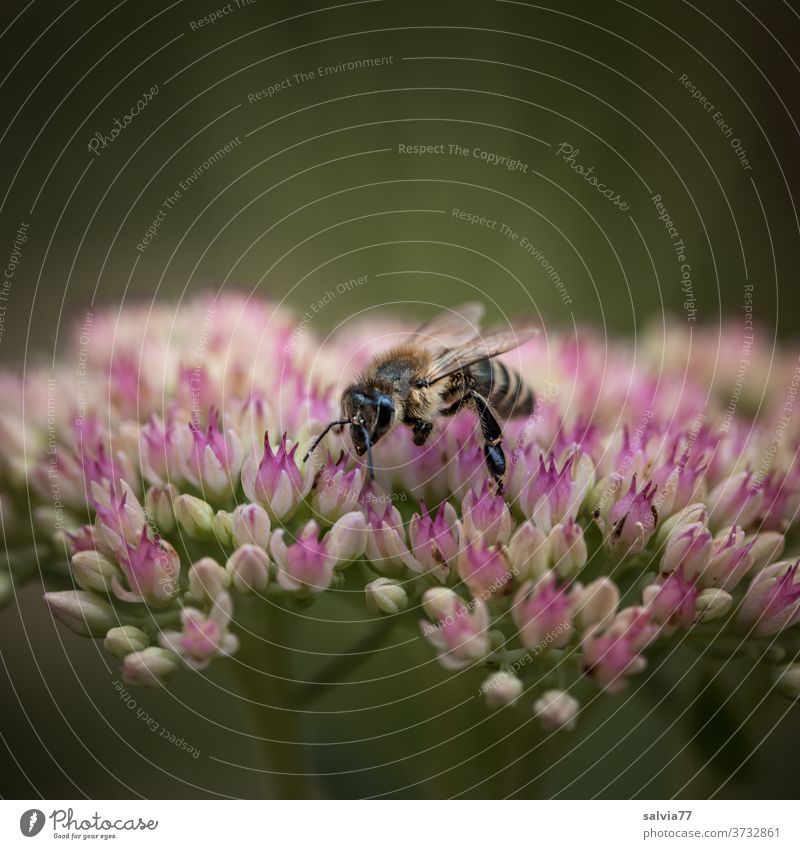 Bienennahrung für den Herbst Honigbiene Fetthenne Blume Staue Blüte Sedum telephium Pflanze Natur Insekt Makroaufnahme Garten hohe Fetthenne Blühend fleißig