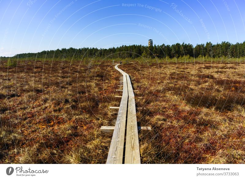 Wanderwege in Wald und Moor, Estland Nachlauf wandern Weg Sumpfgebiet Wanderung Umwelt grün Park reisen Baum malerisch Straße im Freien Wälder Tourismus