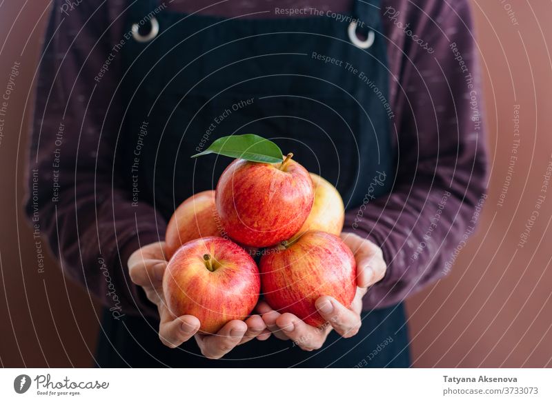 Mann Gärtner in Schürze mit frischen Äpfeln Apfel Ernte Gartenarbeit Frucht Herbst Ackerbau Landwirt Lebensmittel reif Kommissionierung organisch Gesundheit