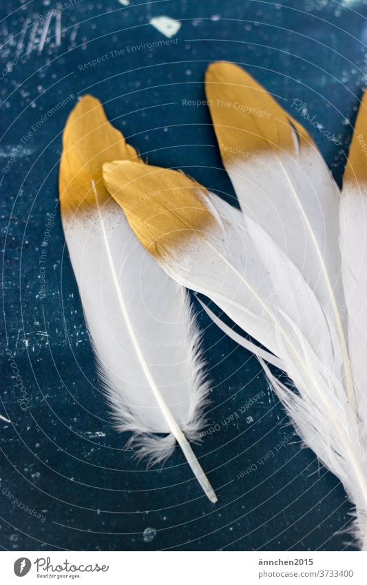 Vier weiße Federn mit goldener Spitze auf einem dunkelblauen Untergrund Vogel Dekoration Innenaufnahme menschenleer Tier Natur Farbfoto schön edel basteln