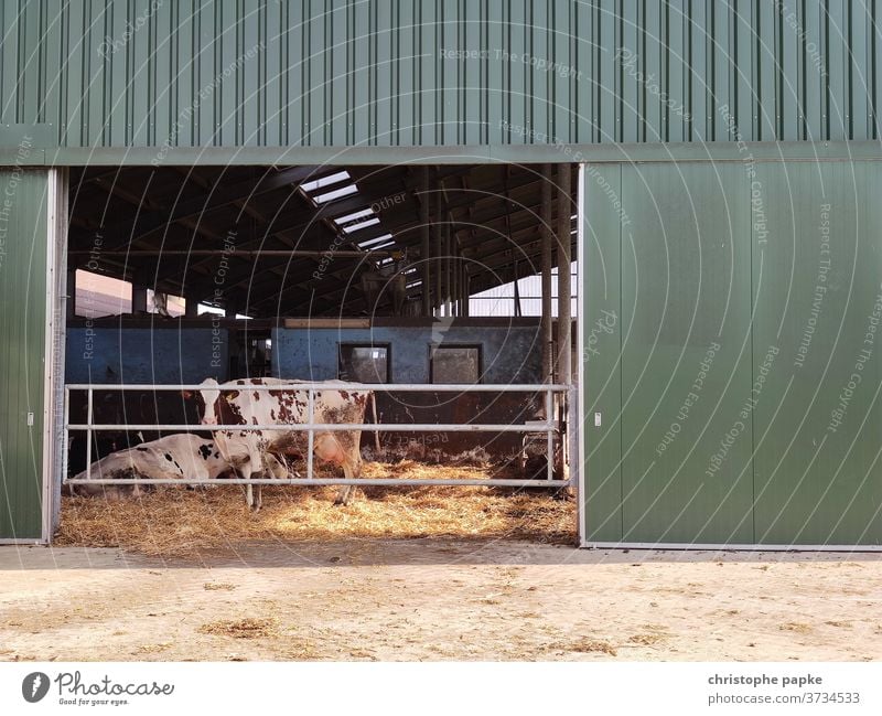 Kuh steht in Stall Nutztier Landwirtschaft Bauernhof Außenaufnahme Rind Tier Farbfoto Menschenleer Tag Rinderhaltung Milchkuh Viehzucht